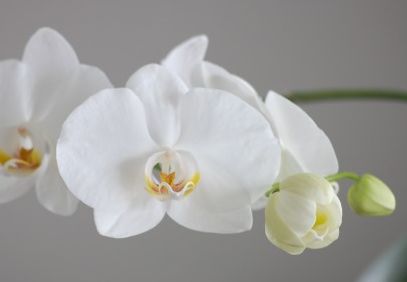 Orchidee